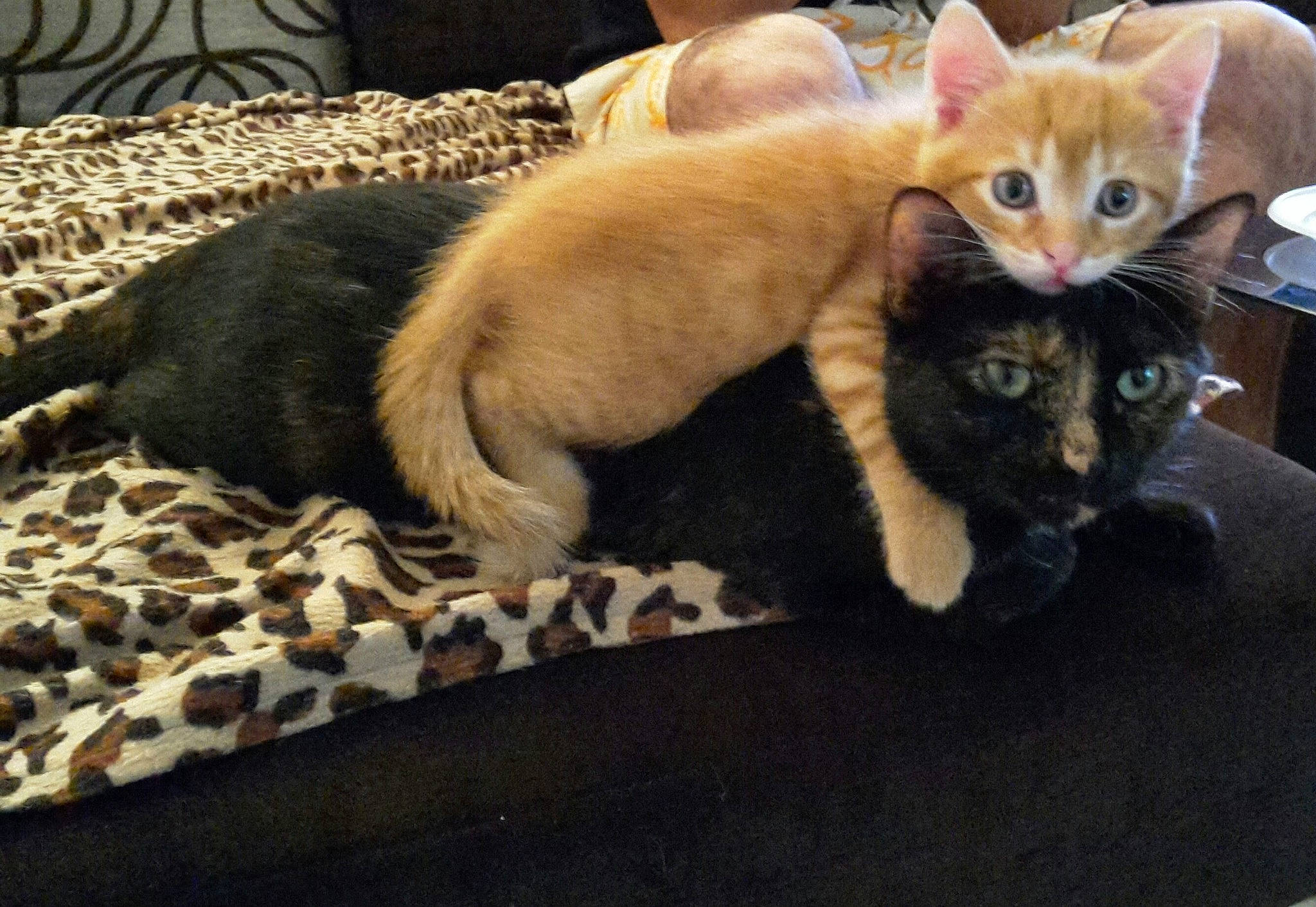 Loony a rejoint le concours — aidez-le/la à gagner de superbes lots ! carnivore, cat, claw, comfort, domestic_short_haired_cat, fawn, felidae, fur, linens, paw, small_to_medium_sized_cats, tail, whiskers