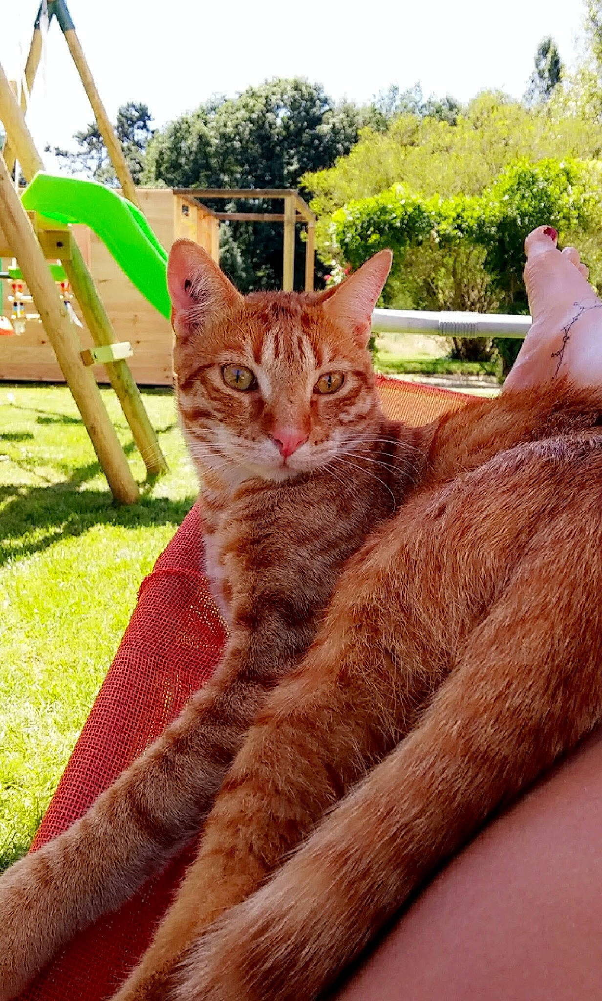 Loony a rejoint le concours — aidez-le/la à gagner de superbes lots ! carnivore, cat, comfort, domestic_short_haired_cat, eye, fawn, felidae, fur, grass, human_leg, plant, small_to_medium_sized_cats, snout, tail, terrestrial_animal, tree, whiskers, wildlife, window, wood