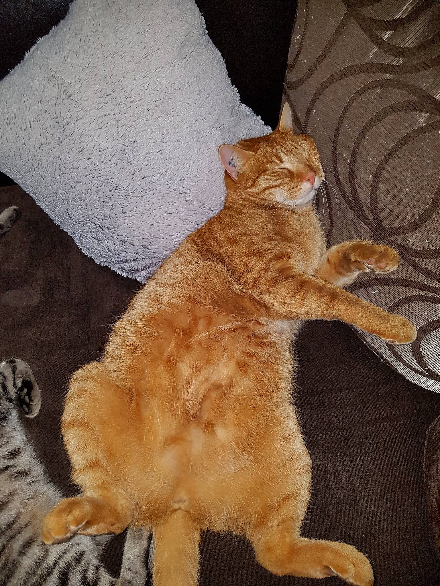 Loony a rejoint le concours — aidez-le/la à gagner de superbes lots ! carnivore, cat, claw, comfort, domestic_short_haired_cat, felidae, flooring, foot, fur, paw, small_to_medium_sized_cats, tail, whiskers, wood