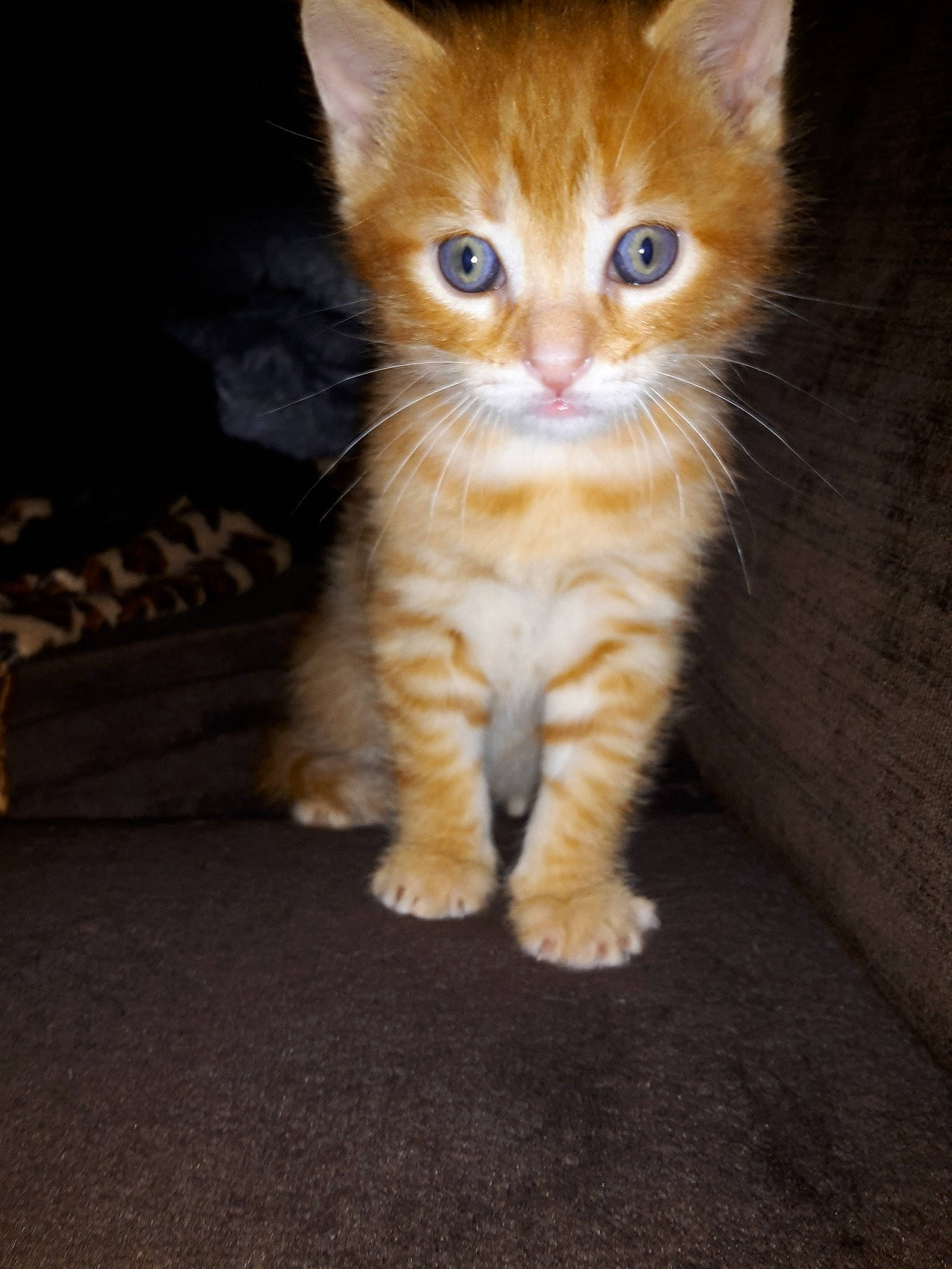 Loony participe au concours pour gagner de l'argent avec cette photo : carnivore, cat, claw, domestic_short_haired_cat, eye, fawn, felidae, flooring, foot, fur, human_leg, paw, photo_caption, sitting, small_to_medium_sized_cats, snout, tail, terrestrial_animal, whiskers, wood