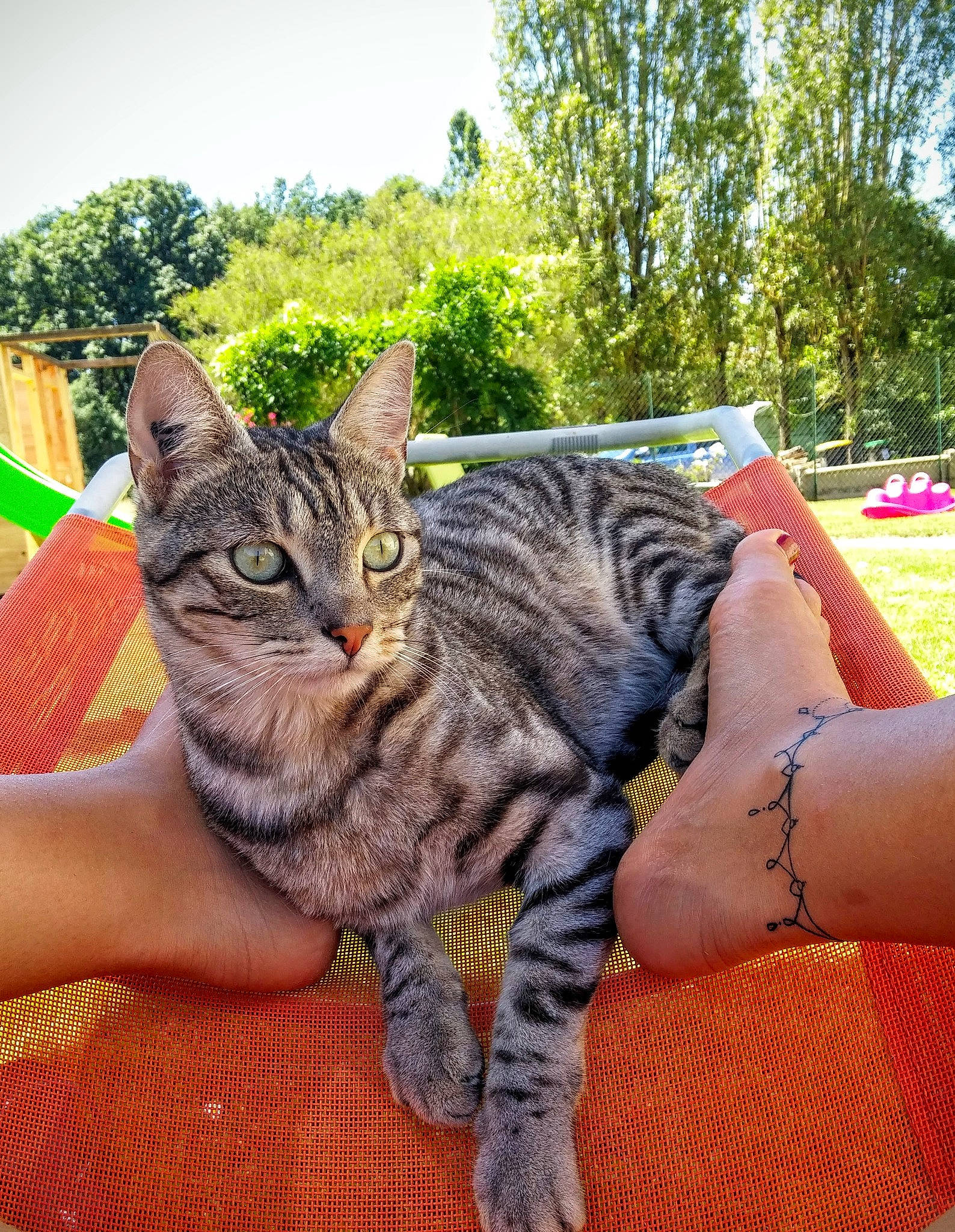 Jumpy participe au concours pour gagner de l'argent avec cette photo : carnivore, cat, claw, cool, domestic_short_haired_cat, felidae, fur, grass, lap, leisure, paw, plant, sitting, sky, small_to_medium_sized_cats, snout, tail, tree, whiskers, wildlife