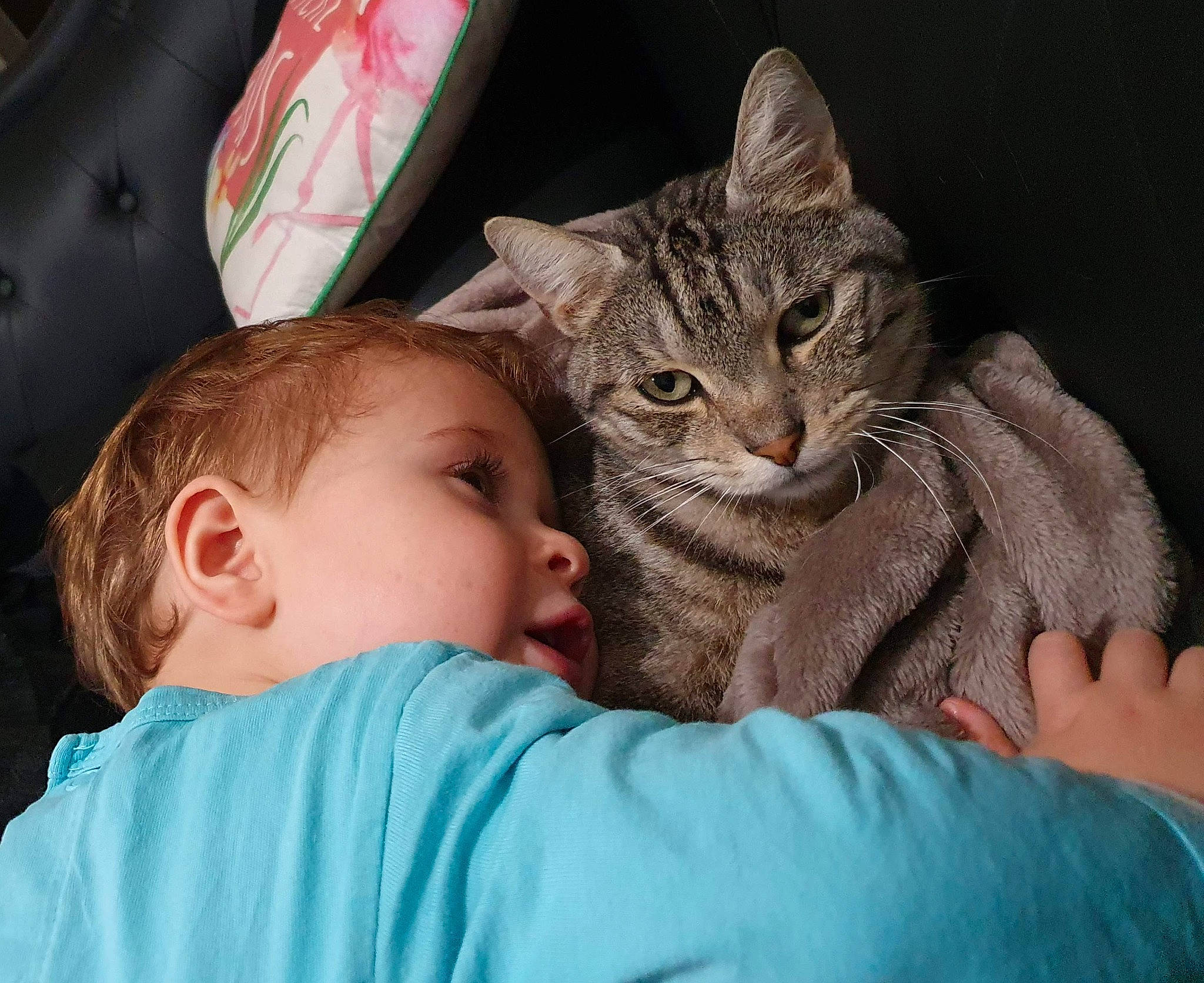 Jumpy participe au concours pour gagner de l'argent avec cette photo : carnivore, cat, comfort, domestic_short_haired_cat, ear, eye, felidae, fur, gesture, happy, head, iris, lap, mammal, nose, sitting, skin, small_to_medium_sized_cats, toddler, whiskers