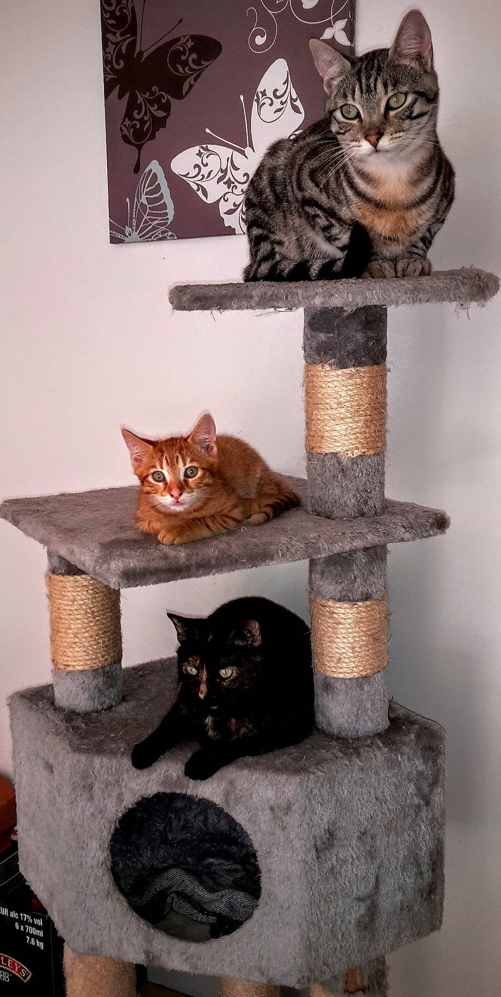 Jumpy a rejoint le concours — aidez-le/la à gagner de superbes lots ! brown, carnivore, cat, cat_supply, comfort, domestic_short_haired_cat, fawn, felidae, fur, grey, hardwood, pet_supply, room, shelf, small_to_medium_sized_cats, tail, tree, whiskers, window, wood