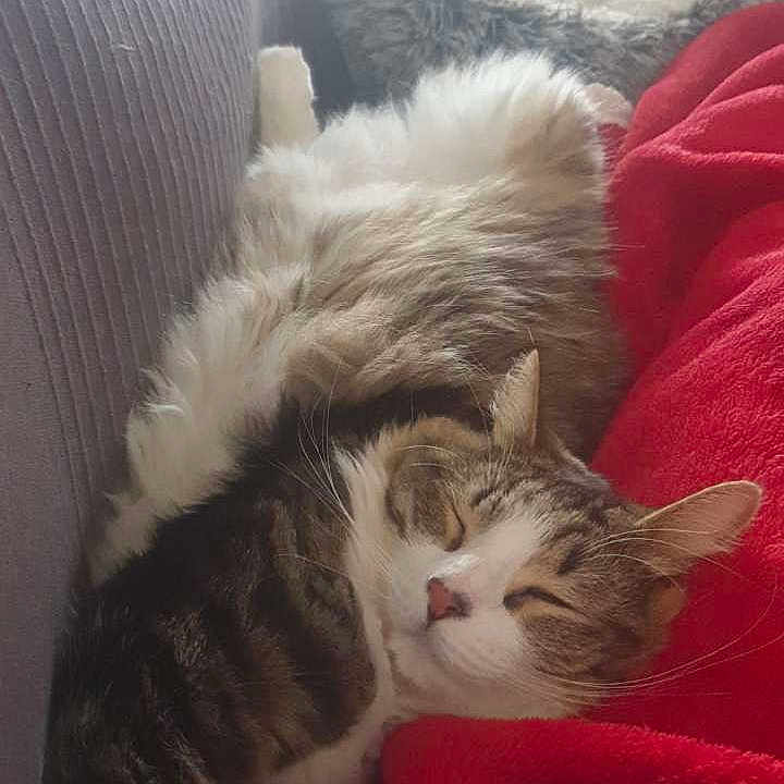 Sally participe au concours pour gagner de l'argent avec cette photo : animal, architecture, bed, bedroom, blanket, building, cat, chair, couch, cushion, furniture, homedecor, indoors, kitten, livingroom, manx, person, pet, room, sleeping