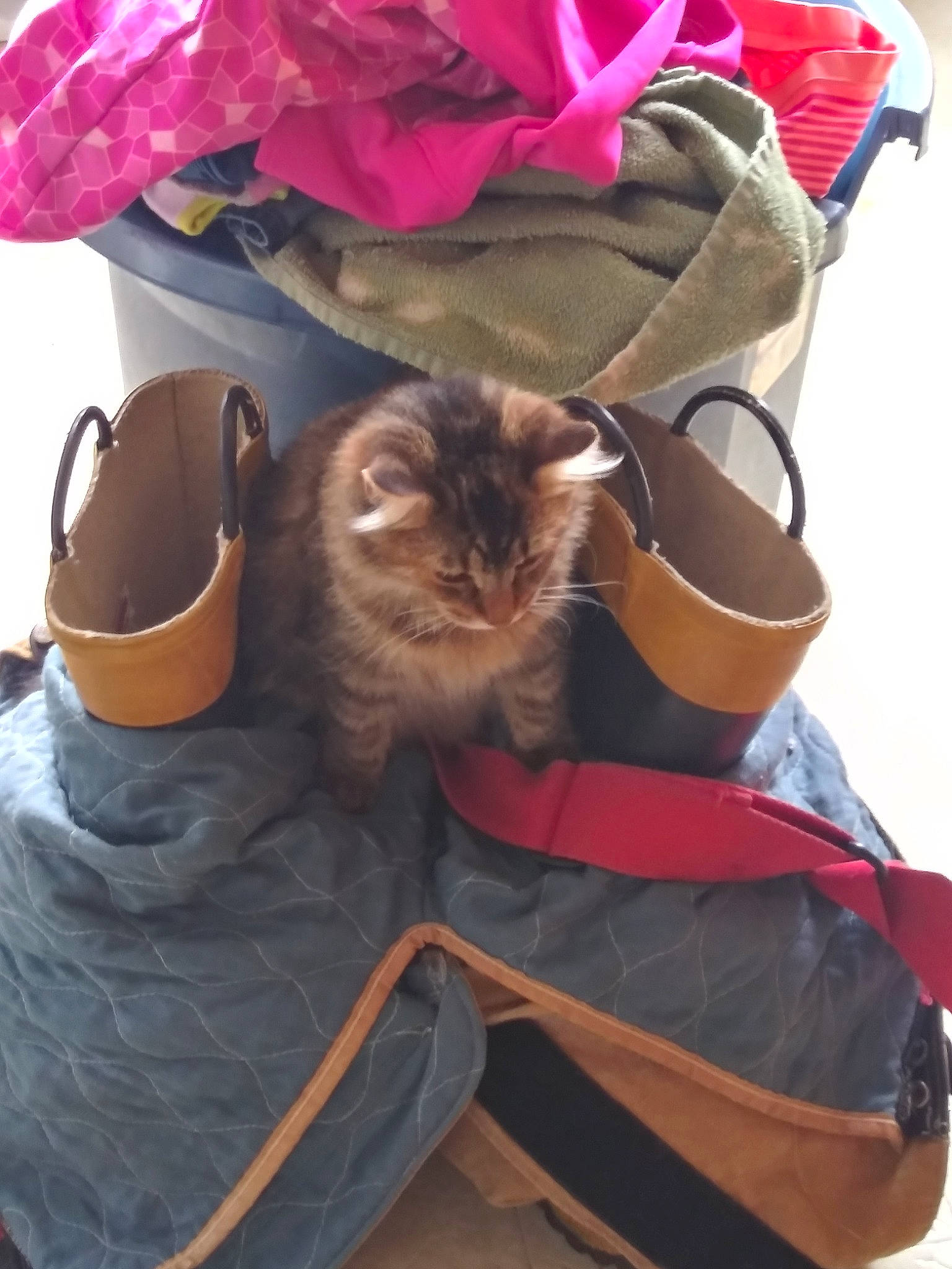 Gizzmo is registered to the contest to win money with this photo: bag, carnivore, cat, fawn, felidae, small_to_medium_sized_cats, whiskers