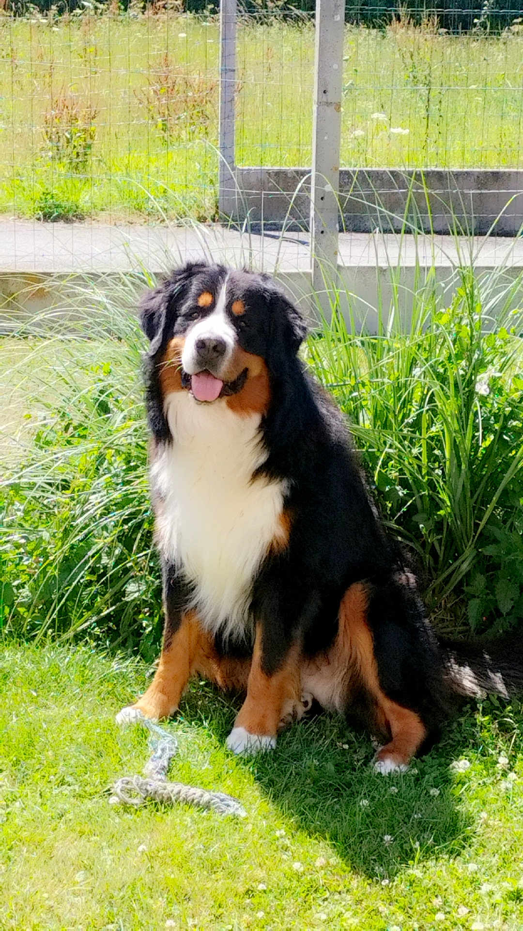 Tokyo participe au concours pour gagner de l'argent avec cette photo : dog, bernese_mountain_dog, sitting, grass, outdoor, sunny, rope_toy, garden, fence, greenery, happy, pet, canine, nature, animal, fur, tongue_out, playful, summer, daylight