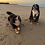 dog, bernese_mountain_dog, beach, sand, sunset, sea, sky, happy, tongue_out, sitting, lying_down, playful, outdoor, nature, pets, animal, canine, daylight, scenic, water