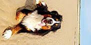 Tokyo a rejoint le concours — aidez-le/la à gagner de superbes lots ! dog, bernese_mountain_dog, beach, sand, sunny, tongue_out, outdoor, animal, pet, canine, happy, lying_down, nature, sky, landscape, summer, fur, mammal, playful, daytime