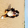 dog, bernese_mountain_dog, beach, sand, sunny, tongue_out, outdoor, animal, pet, canine, happy, lying_down, nature, sky, landscape, summer, fur, mammal, playful, daytime