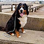 Tokyo participe au concours pour gagner de l'argent avec cette photo : dog, bernese_mountain_dog, outdoor, leash, concrete, waterfront, promenade, town, buildings, sky, happy, sitting, tongue_out, furry, pet, animal, cute, daytime, canine, nature