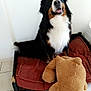 Tokyo a rejoint le concours — aidez-le/la à gagner de superbes lots ! dog, bernese_mountain_dog, plush_toy, teddy_bear, dog_bed, cushion, indoor, tile_floor, pet, happy, smiling, fur, black_fur, white_fur, brown_fur, stuffed_animal, toy, home, animal, cute