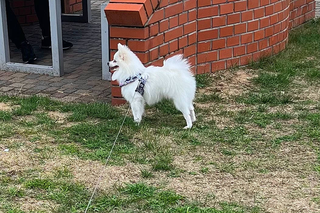 Gucci joined the competition — help win amazing prizes! brick, brickwork, canidae, carnivore, companion_dog, dog, dog_breed, fawn, fur, goats, grass, livestock, non_sporting_group, pasture, plant, sporting_group, tail, terrier, whiskers, yard