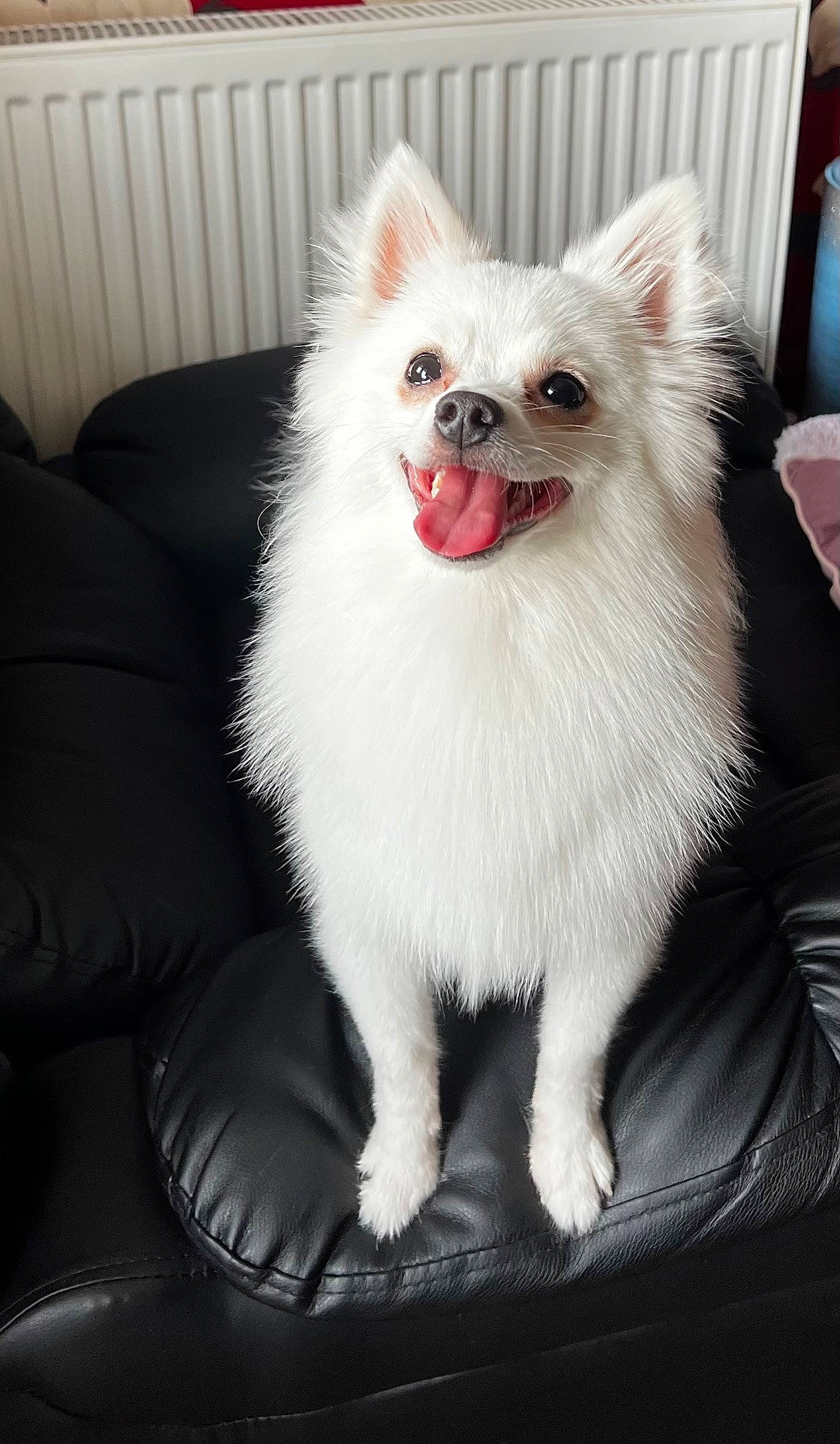 Gucci joined the competition — help win amazing prizes! canidae, carnivore, cat, claw, companion_dog, couch, fang, fawn, felidae, fur, paw, plant, small_to_medium_sized_cats, smile, snout, tail, whiskers, window