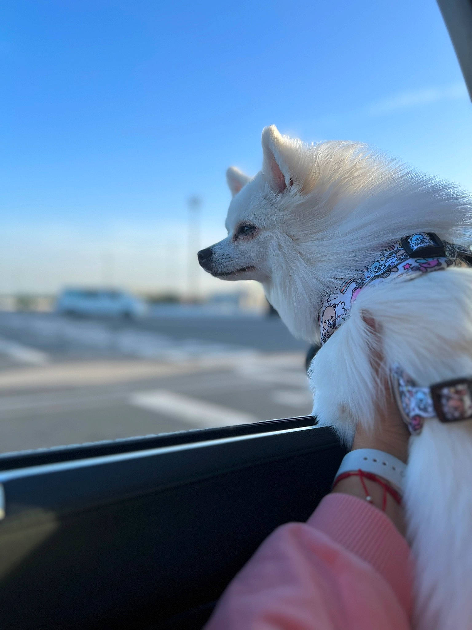 Gucci joined the competition — help win amazing prizes! automotive_exterior, automotive_window_part, canidae, carnivore, cloud, companion_dog, dog, dog_breed, electric_blue, fawn, fur, hood, sky, spitz, sporting_group, tail, travel, vehicle_door, windshield, wing