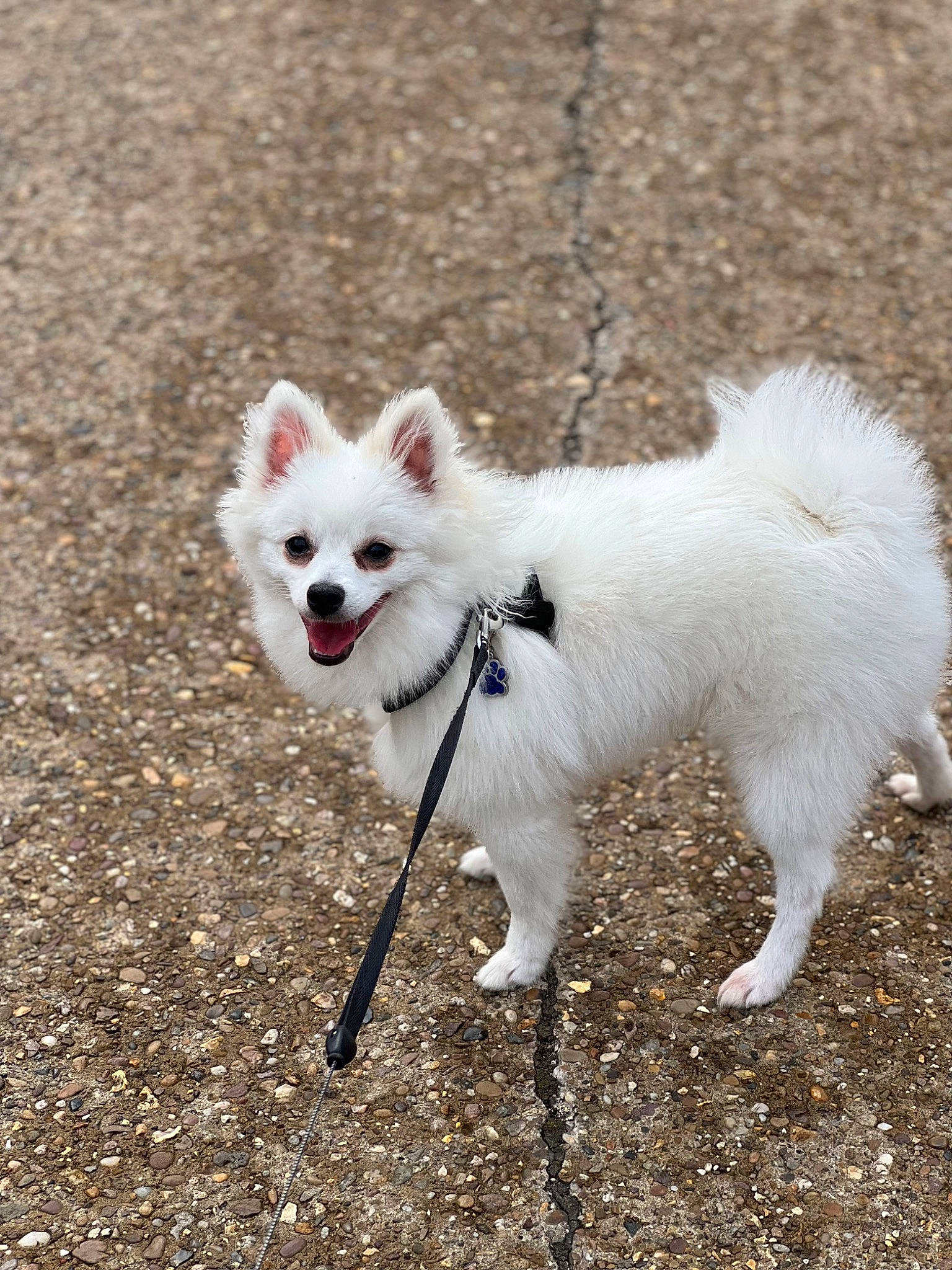 Gucci is registered to the contest to win money with this photo: american_eskimo_dog, canidae, carmine, carnivore, companion_dog, dog, dog_breed, dog_supply, event, fur, german_spitz, indian_spitz, japanese_spitz, non_sporting_group, snout, sporting_group, tail, terrestrial_animal, volpino_italiano, working_animal