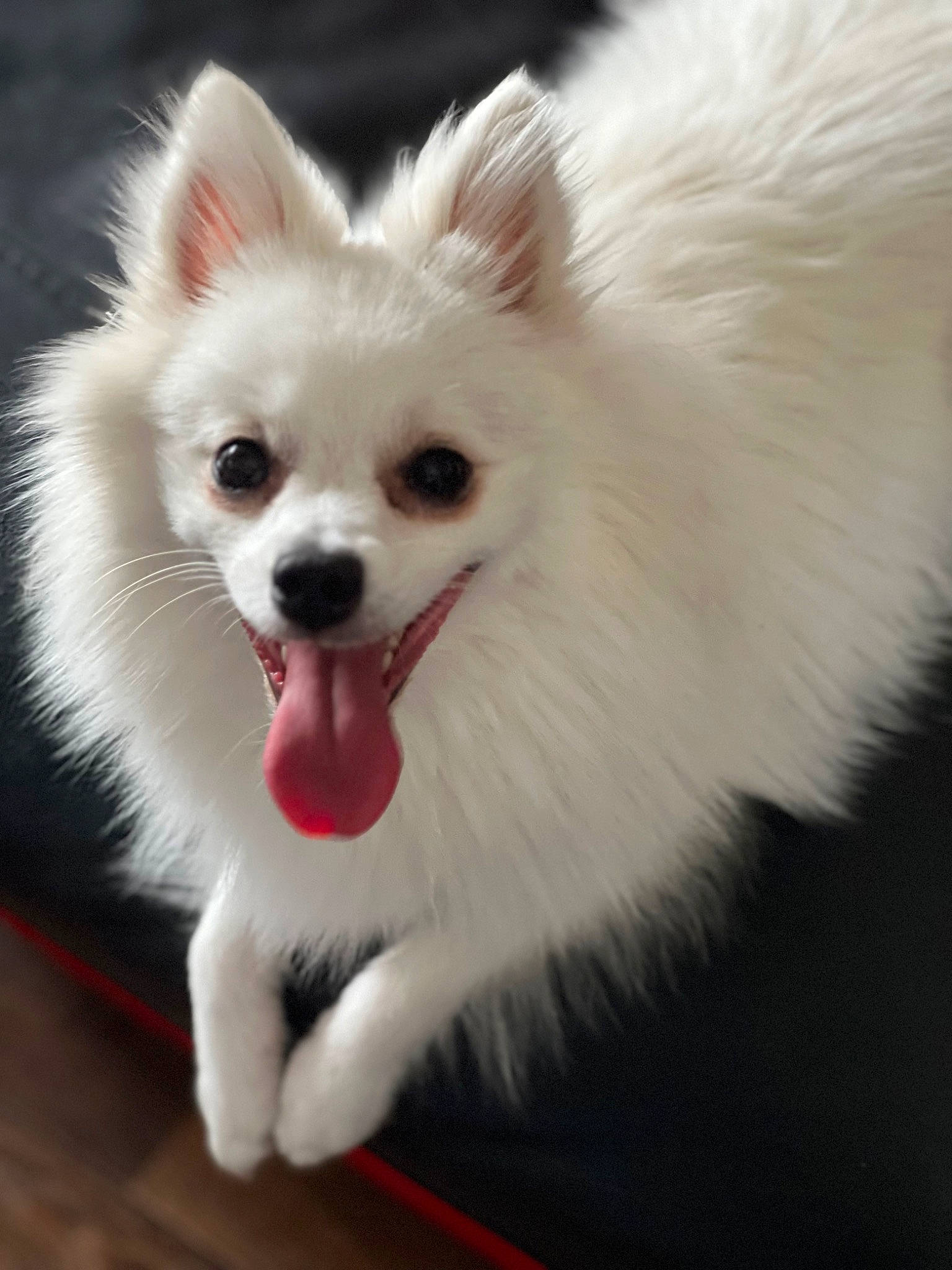 Gucci joined the competition — help win amazing prizes! canidae, carnivore, companion_dog, dog, dog_breed, dog_supply, ear, event, eye, fawn, fur, german_spitz, head, iris, snout, spitz, sporting_group, toy_dog, volpino_italiano, whiskers