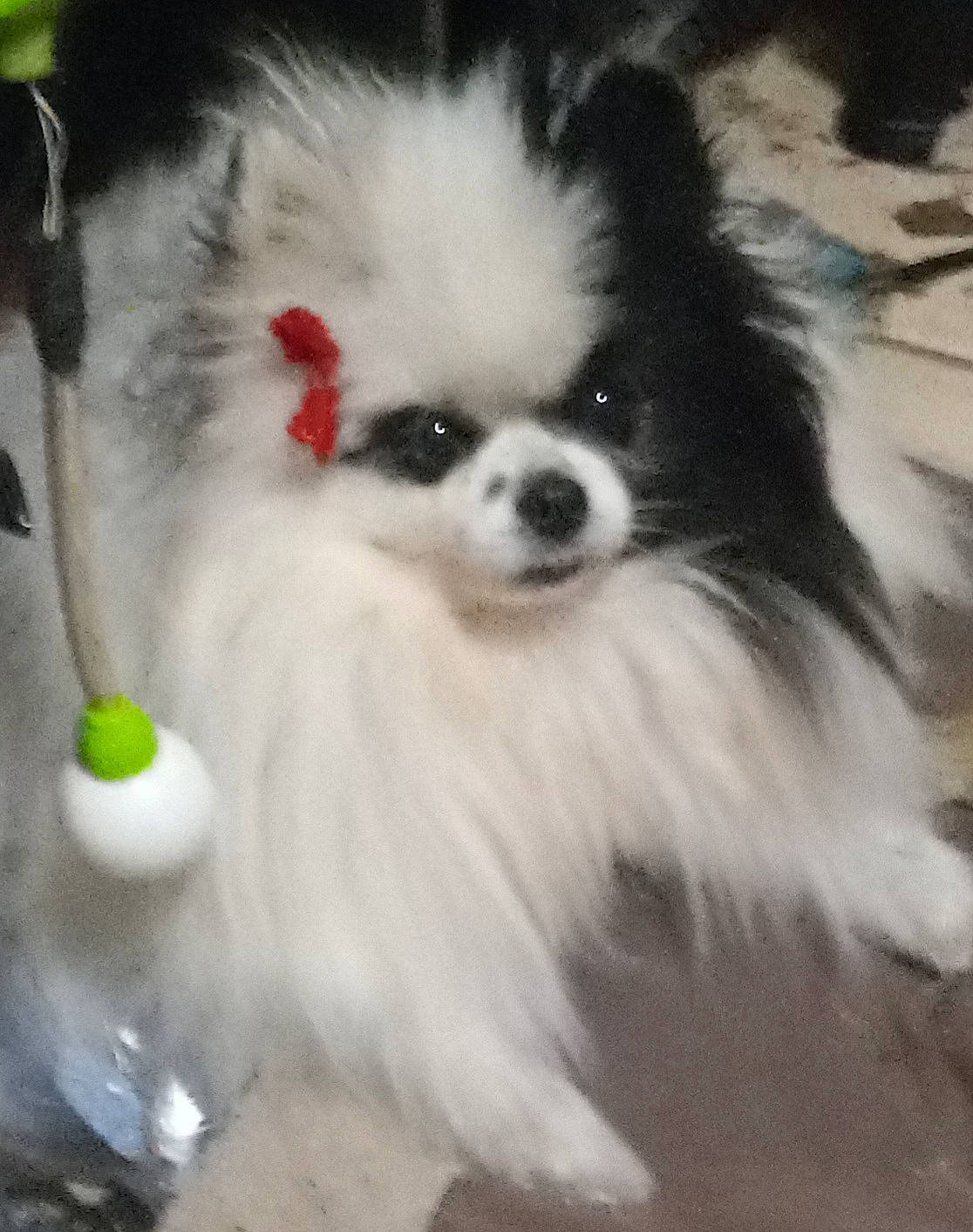 Bling Bling Bebe joined the competition — help win amazing prizes! biting, canidae, carnivore, companion_dog, dog, dog_breed, dog_supply, event, eye, fur, head, non_sporting_group, papillon, pet_supply, snout, sporting_group, toy_dog, whiskers, working_animal, working_dog