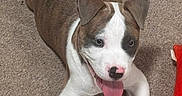 Dream Church is registered to the contest to win money with this photo: puppy, dog, carpet, tongue_out, brown_and_white, pet, indoor, playful, young_dog, animal, cute, canine, fur, paw, nose, ears, toy, resting, happy, smiling