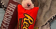 Dream Church is registered to the contest to win money with this photo: animal, bed, blanket, brown_and_white, comfort, cozy, cute, dog_bed, fur, hersheys, indoor, pet, plush_toy, puppy, reeses, resting, sleepy, small_dog, soft, toy