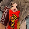 Dream Church is registered to the contest to win money with this photo: puppy, dog_bed, plush_toy, hersheys, reeses, blanket, cute, pet, small_dog, soft, cozy, indoor, resting, toy, brown_and_white, fur, sleepy, animal, comfort, bed