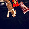 puppy, dog, sleeping, blanket, plush, toy, candy, hersheys, reeses, brown, white, cozy, cute, resting, indoor, soft, pet, animal, relaxing, sleep