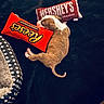 Dream Church is registered to the contest to win money with this photo: puppy, dog, sleeping, blanket, plush_pillow, candy_bar_pillow, reese's, hershey's, bed, pet_bed, cozy, brown, white, cute, resting, indoor, soft, small_dog, animal, relaxation