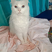 Neige participe au concours pour gagner de l'argent avec cette photo : animal, blanket, blue_eyes, cat, cute, domestic, fur, furniture, household, indoor, mammal, pet, polka_dot, red_eye, remote_control, sitting, sofa, striped, whiskers, white_cat