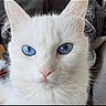 Neige a rejoint le concours — aidez-le/la à gagner de superbes lots ! animal, blue_eyes, cat, close_up, curious, cute, domestic_animal, ears, face, feline, fluffy, fur, indoor, looking, mammal, pet, portrait, soft, whiskers, white_cat