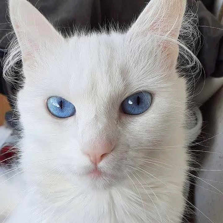 Neige a rejoint le concours — aidez-le/la à gagner de superbes lots ! animal, blue_eyes, cat, close_up, curious, cute, domestic_animal, ears, face, feline, fluffy, fur, indoor, looking, mammal, pet, portrait, soft, whiskers, white_cat