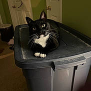 Samson is registered to the contest to win money with this photo: cat, tuxedo_cat, indoor, storage_bin, black_and_white, pet, animal, whiskers, curious, feline, domestic_cat, paws, resting, carpet, door, furniture, household, room, lid, plastic