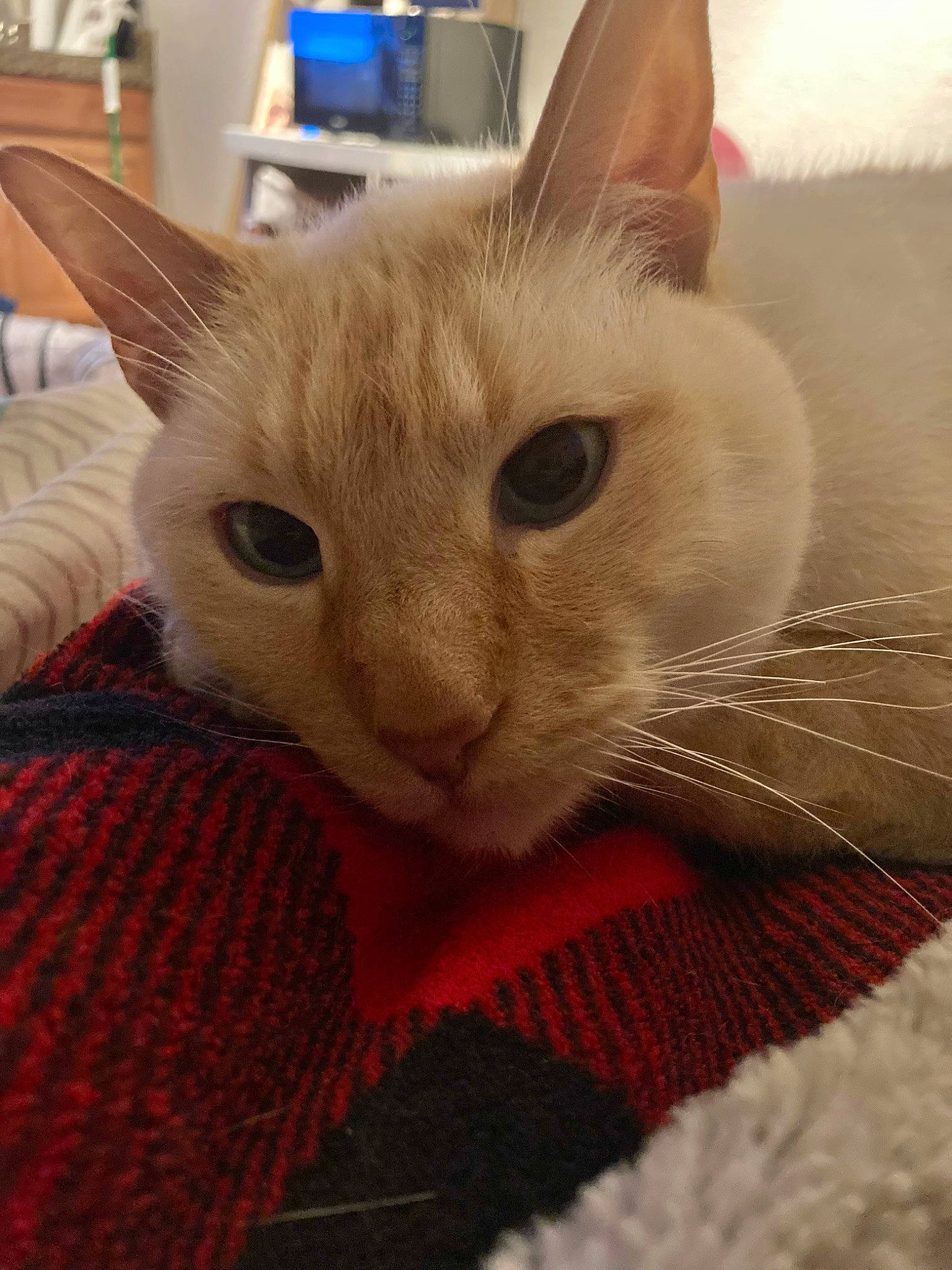 Dudley joined the competition — help win amazing prizes! carnivore, cat, cat_furniture, cat_supply, claw, comfort, domestic_short_haired_cat, eye, fawn, felidae, fur, nap, paw, pet_supply, small_to_medium_sized_cats, snout, tail, whiskers, woolen, woven_fabric