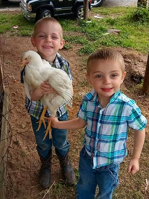 Waylon And Willie is registered to the contest to win money with this photo: chicken, child, farm, fun, grass, infant, joy, livestock, person, play, toddler, tree, vertebrate
