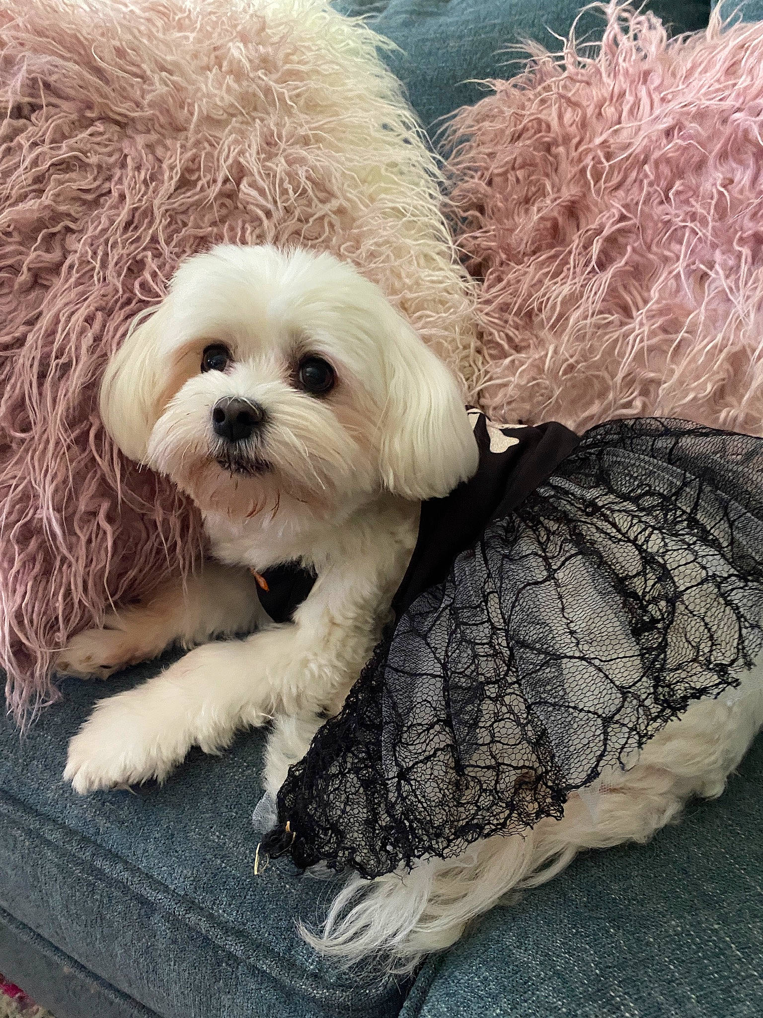 Annabella is registered to the contest to win money with this photo: canidae, carnivore, companion_dog, dog, dog_breed, dog_collar, dog_supply, fawn, fur, maltepoo, paw, puppy_love, shih_poo, small_terrier, sporting_group, terrier, toy, toy_dog, water_dog, working_animal