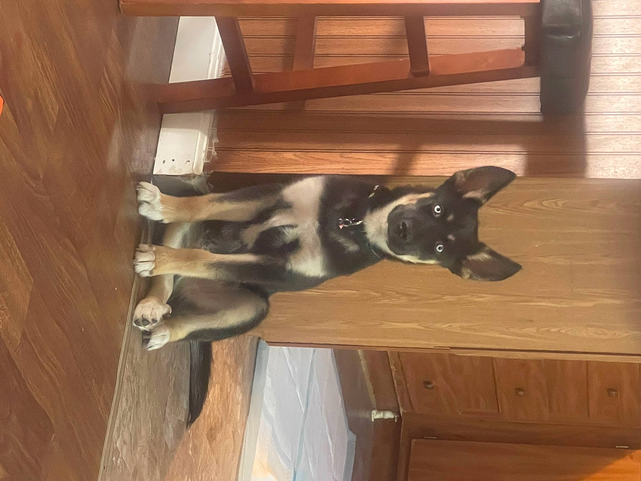 Knight is registered to the contest to win money with this photo: canidae, carnivore, dog, dog_breed, fawn, flooring, great_dane, hardwood, plank, plywood, room, sporting_group, tail, varnish, wood, wood_flooring, wood_stain, working_animal