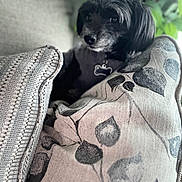 Bentley joined the competition — help win amazing prizes! dog, black_dog, cushion, sofa, indoor, pet, cozy, leafy_plants, home, furniture, animal, portrait, relaxed, closeup, texture, comfort, resting, companion, cute, decor