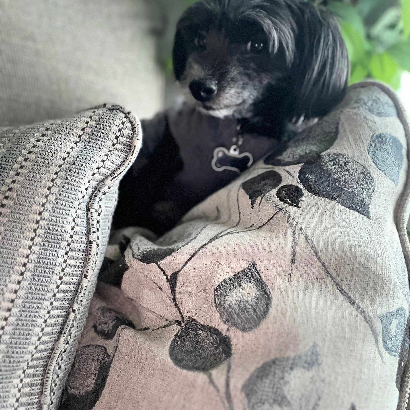Bentley joined the competition — help win amazing prizes! dog, black_dog, cushion, sofa, indoor, pet, cozy, leafy_plants, home, furniture, animal, portrait, relaxed, closeup, texture, comfort, resting, companion, cute, decor