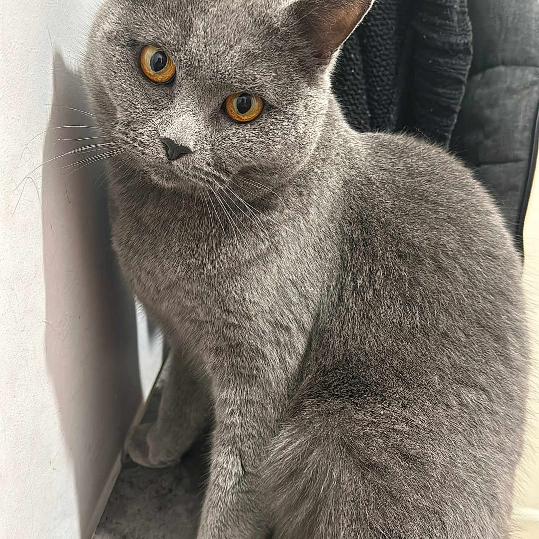 Minou a rejoint le concours — aidez-le/la à gagner de superbes lots ! abyssinian, angora, animal, armchair, cat, chair, furniture, gray, kitten, manx, pet