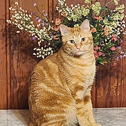Ozzie is registered to the contest to win money with this photo: calm, cat, decor, domestic_animal, ears, eyes, feline, flower_arrangement, indoor, marble_surface, nature, orange_tabby, pet, plant, portrait, sitting, still_life, striped_fur, whiskers, wooden_wall