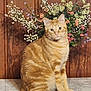 calm, cat, decor, domestic_animal, ears, eyes, feline, flower_arrangement, indoor, marble_surface, nature, orange_tabby, pet, plant, portrait, sitting, still_life, striped_fur, whiskers, wooden_wall