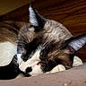 Romeo joined the competition — help win amazing prizes! animal, calm, cat, closeup, cozy, cute, domestic, ears, face, fur, indoor, mammal, pet, quiet, relaxation, resting, sleeping, soft, whiskers, wood