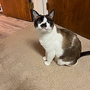 Romeo is registered to the contest to win money with this photo: animal, black, brown, carpet, cat, curious, door_hinge, ears, feline, floor, fur, home, indoor, looking, pet, sitting, tail, whiskers, white, wooden_door