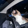 Romeo is registered to the contest to win money with this photo: animal, black_bag, car_interior, carrier_bag, cat, clothing, companion, curious, domestic_cat, ears, fur, indoor, looking_away, night, pet, seat, side_view, transport, whiskers, window