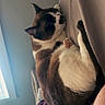 Romeo is registered to the contest to win money with this photo: animal, bed, blanket, cat, comfort, cozy, feline, fur, home, indoor, paw, pet, purple_blanket, relaxed, resting, sleeping, soft_light, tail, whiskers, window