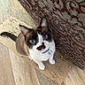 bell, black, blue_eyes, brown, cardboard, cat, collar, curious, domestic, ears, floor, furniture, indoor, looking_up, mustache_marking, pet, playful, tail, whiskers, white