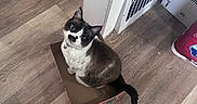 Romeo is registered to the contest to win money with this photo: animal, blue_eyes, brown_and_white, cardboard_box, cat, curious, domestic_cat, ears, feline, flooring, household, indoor, looking_up, pet, sitting, tail, unique_marking, vent, wall, wooden_floor