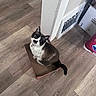 animal, blue_eyes, brown_and_white, cardboard_box, cat, curious, domestic_cat, ears, feline, flooring, household, indoor, looking_up, pet, sitting, tail, unique_marking, vent, wall, wooden_floor