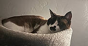 Romeo joined the competition — help win amazing prizes! black_and_white, blinds, brown_cat, cat, cat_bed, cozy, domestic_animal, feline, fur, home, indoor, nap, pet, quiet, relaxing, resting, sleeping, soft_light, white_wall, window
