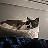black_and_white, blinds, brown_cat, cat, cat_bed, cozy, domestic_animal, feline, fur, home, indoor, nap, pet, quiet, relaxing, resting, sleeping, soft_light, white_wall, window