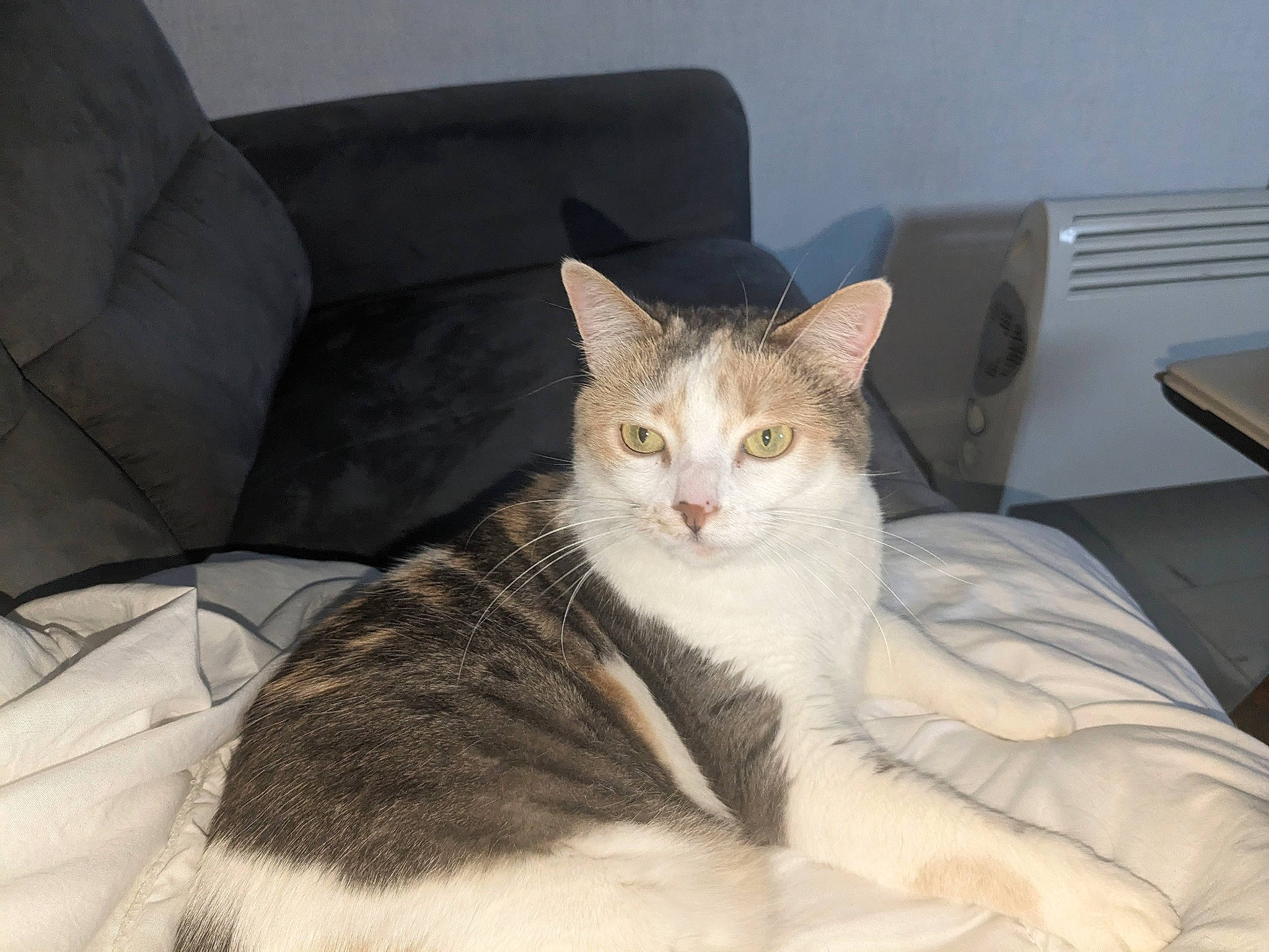 Peach a rejoint le concours — aidez-le/la à gagner de superbes lots ! bed, carnivore, cat, comfort, couch, domestic_short_haired_cat, fawn, felidae, fur, paw, room, sitting, sleeper_chair, small_to_medium_sized_cats, snout, tail, terrestrial_animal, whiskers, window