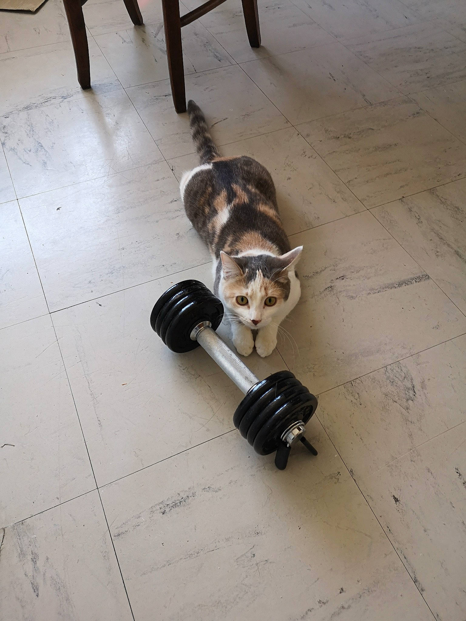 Peach a rejoint le concours — aidez-le/la à gagner de superbes lots ! auto_part, floor, flooring